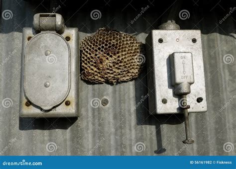 gray bug nest with scales electrical box|electrical box wasp control.